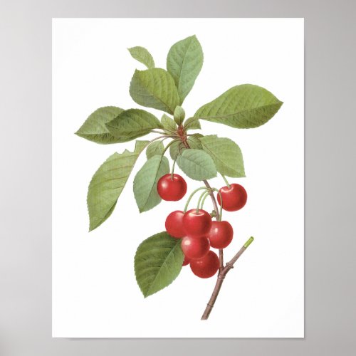 Vintage Fruit Cherry Food Cherries by Redoute Poster