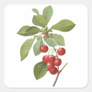 Vintage Fruit Cherry Food, Cherries by Redoute Square Sticker