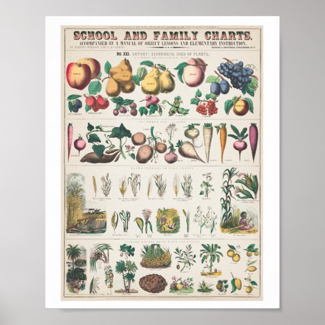 Vintage Fruit family art print poster (Front)