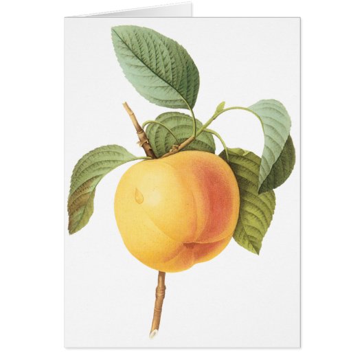 Vintage Fruit Food, Calville Apple by Redoute (Front)