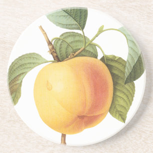 Vintage Fruit Food, Calville Apple by Redoute Drink Coaster