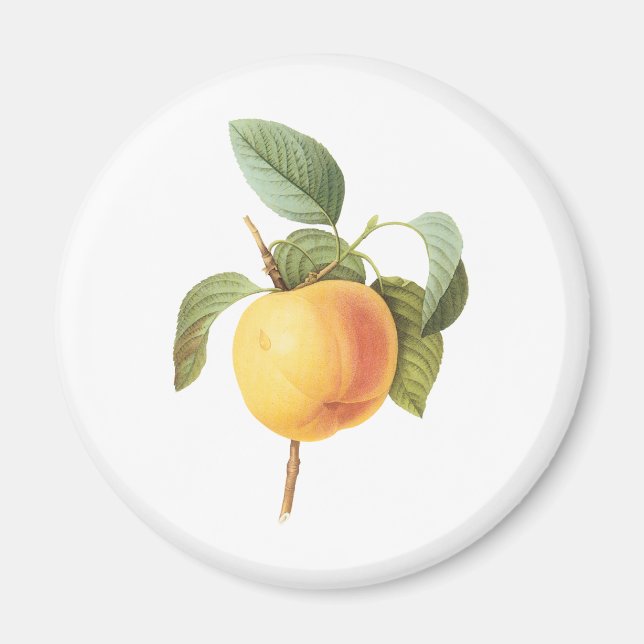 Vintage Fruit Food, Calville Apple by Redoute Magnet (Front)