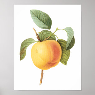 Vintage Fruit Food, Calville Apple by Redoute Poster