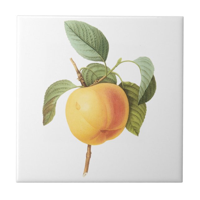 Vintage Fruit Food, Calville Apple by Redoute Tile (Front)