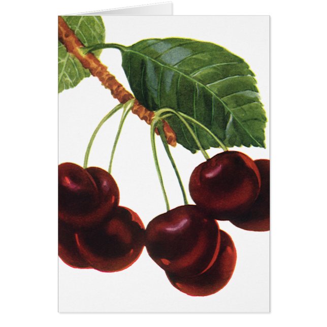 Vintage Fruit Foods, Ripe Cherries from a Tree (Front)