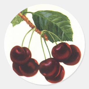 Vintage Fruit Foods, Ripe Cherries from a Tree Classic Round Sticker