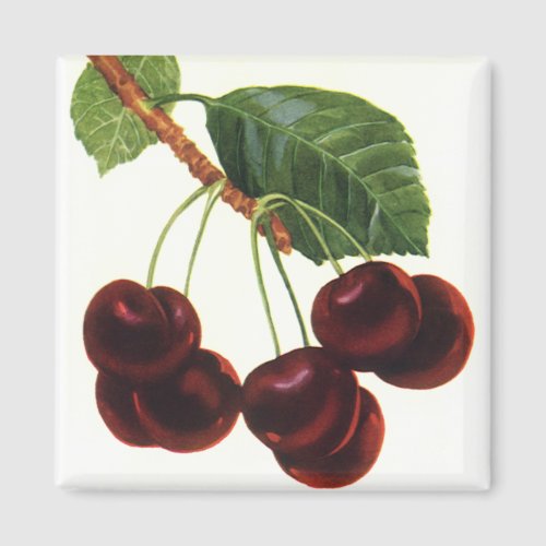 Vintage Fruit Foods Ripe Cherries from a Tree Magnet