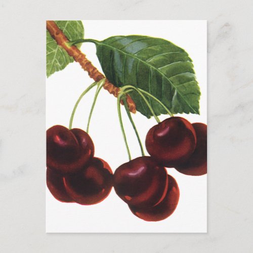 Vintage Fruit Foods Ripe Cherries from a Tree Postcard