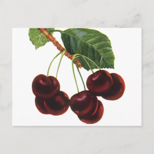 Vintage Fruit Foods, Ripe Cherries from a Tree Postcard