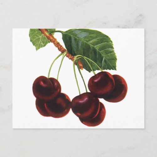 Vintage Fruit Foods Ripe Cherries from a Tree Postcard