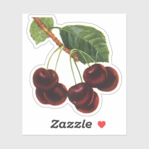 Vintage Fruit Foods, Ripe Cherries from a Tree Sticker