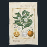 Vintage Fruit Illustration Orange Botanical Art Kitchen Towel<br><div class="desc">Capture the charm of yesterday with Charmed Life's vintage herbal art kitchen towels featuring antique German lithographs of medicinal plants and herbs from Franz Eugen Köhler’s "Medizinal-Pflanzen" or "Medicinal Plants" published in 1887. Bitter orange, Seville orange, sour orange, bigarade orange, or marmalade orange refers to a citrus tree (Citrus ×...</div>