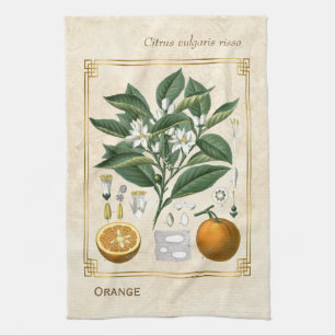 Vintage Fruit Illustration Orange Botanical Art Kitchen Towel