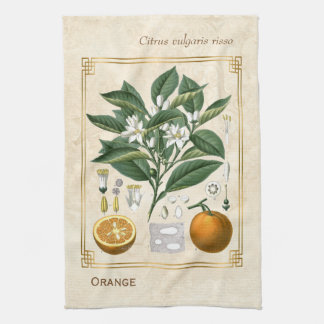 Vintage Fruit Illustration Orange Botanical Art Kitchen Towel
