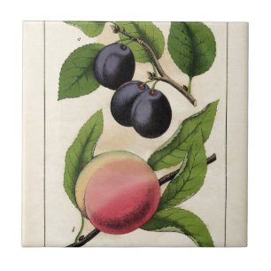 Vintage Fruit Peach Botanical Print Ceramic Tile