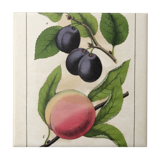 Vintage Fruit Peach Botanical Print Ceramic Tile (Front)