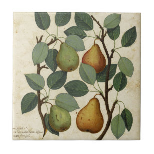 Vintage Fruit Pear Botanical Print Ceramic Tile