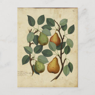 Vintage Fruit Pear Botanical Print Postcard