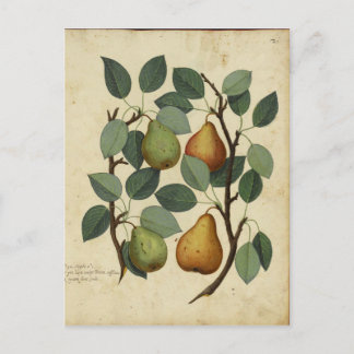 Vintage Fruit Pear Botanical Print Postcard