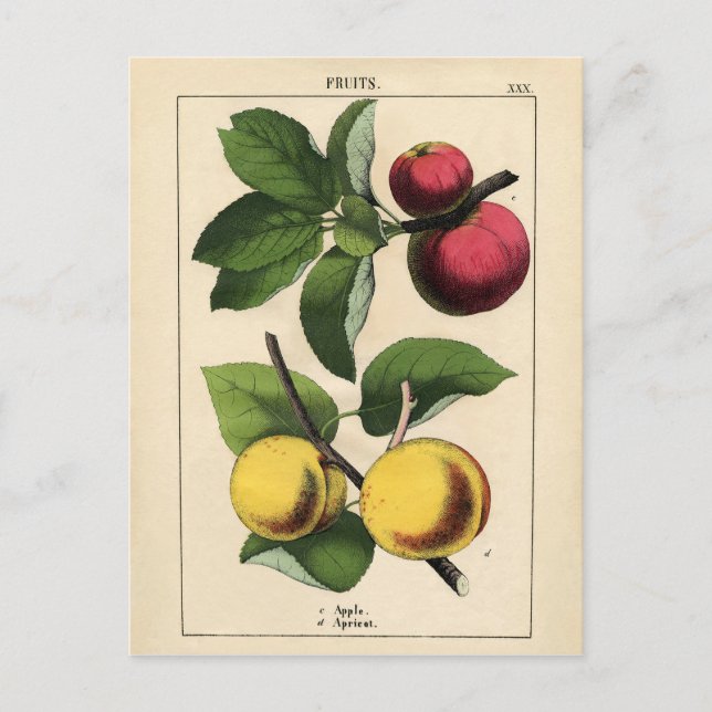 Vintage Fruits Botanical Print Postcard (Front)