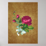 Vintage Fuchsia Rose Poster