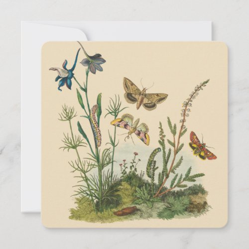 Vintage Garden Insects Butterflies Caterpillars