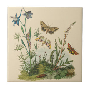 Vintage Garden Insects, Butterflies, Caterpillars Ceramic Tile