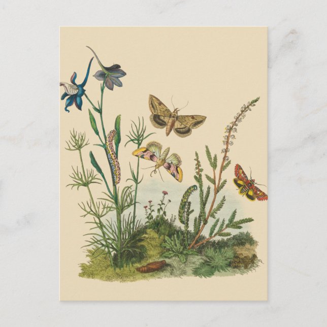 Vintage Garden Insects, Butterflies, Caterpillars Postcard (Front)