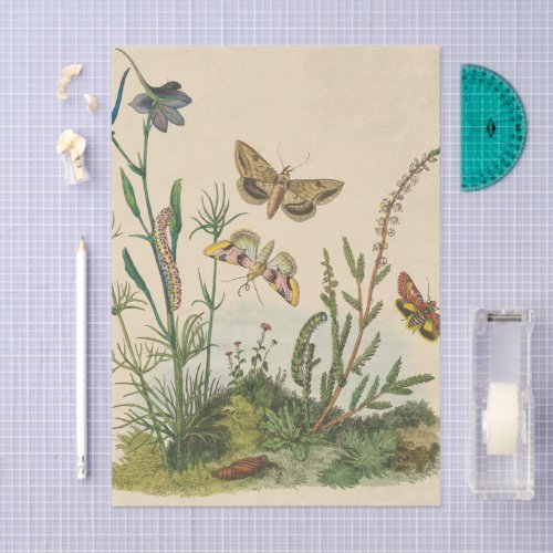 Vintage Garden Insects, Butterflies, Caterpillars Tissue Paper