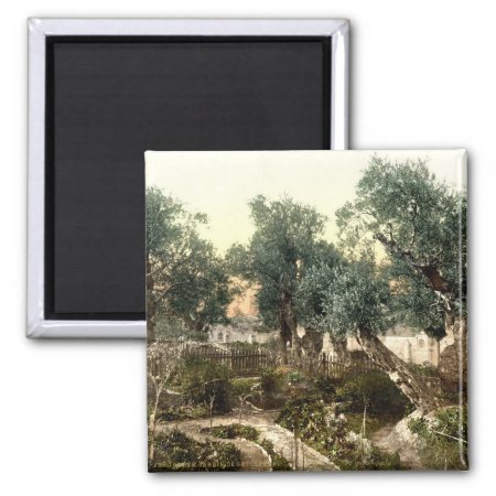 Vintage Garden Of Gethsemane Jerusalem Israel 1890 Magnet
