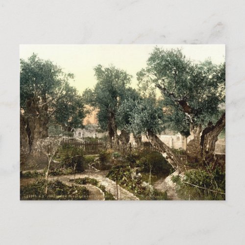 Vintage Garden of Gethsemane Jerusalem Israel 1890 Postcard