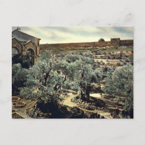 Vintage Garden of Gethsemane Jerusalem Israel Postcard