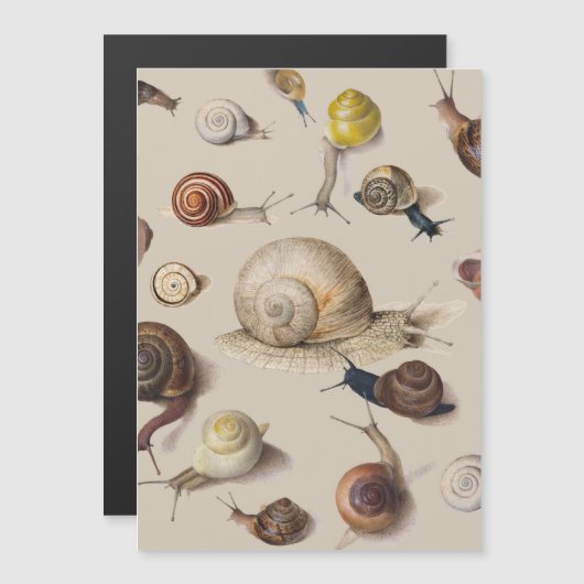 Vintage Garden Snails Scientific Illustration (Front/Back)