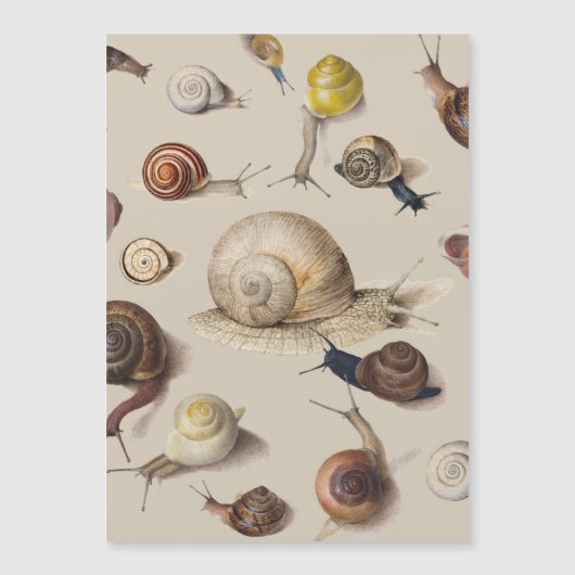 Vintage Garden Snails Scientific Illustration (Front)