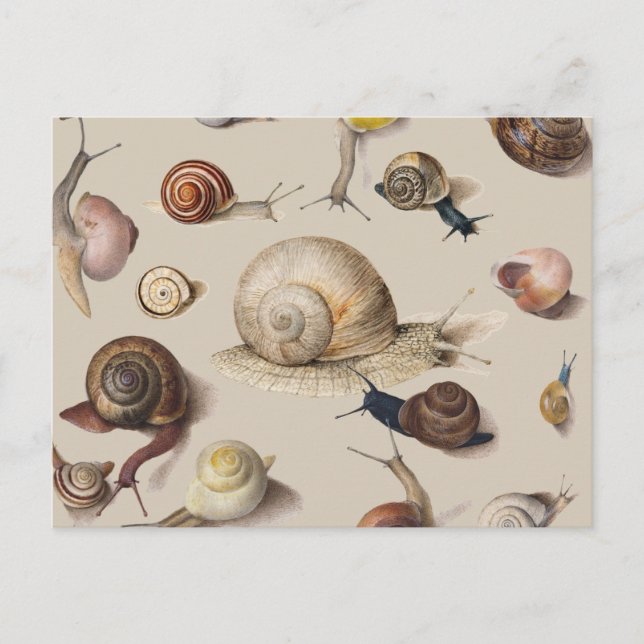 Vintage Garden Snails Scientific Illustration Postcard (Front)