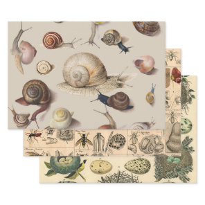 Vintage Garden Snails Scientific Illustration Wrapping Paper Sheets