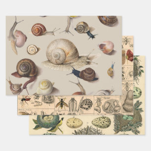 Vintage Garden Snails Scientific Illustration Wrapping Paper Sheets