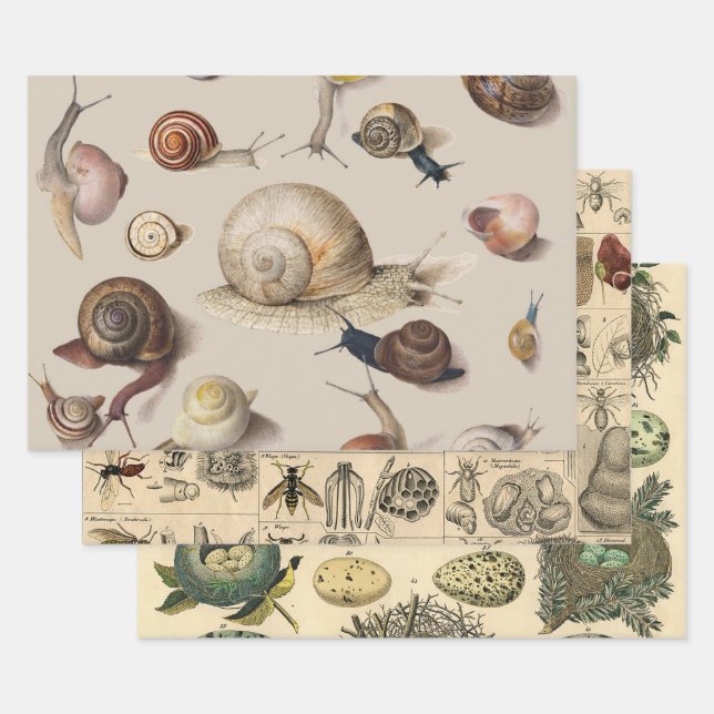 Vintage Garden Snails Scientific Illustration Wrapping Paper Sheets (Set)