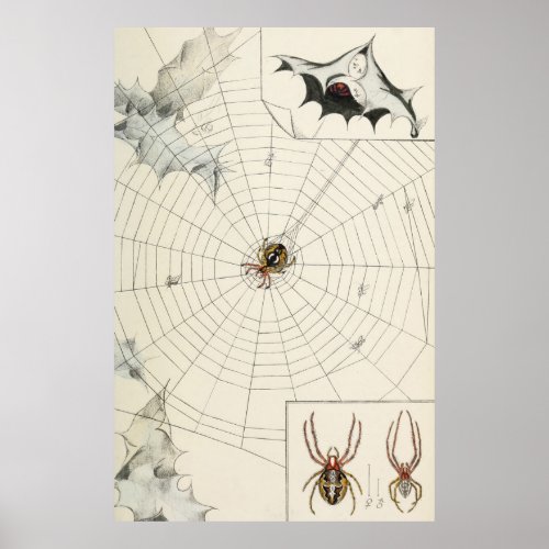 Vintage Garden Spider with Web Illustration 1891 Poster