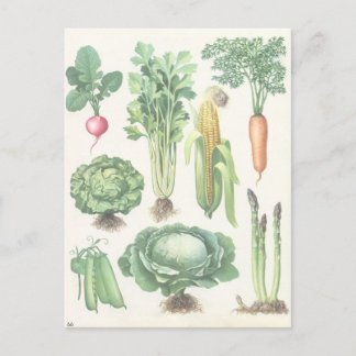 Vintage Garden Vegetables Postcard