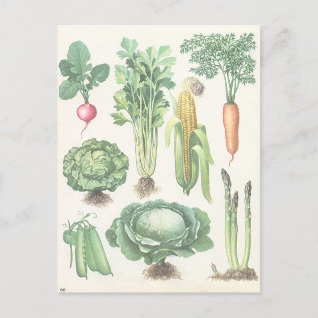 Vintage Garden Vegetables Postcard (Front)