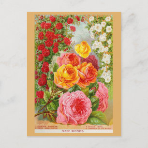 Vintage Gardening Rose Flower Seeds Catalog Postcard