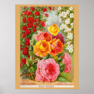 Vintage Gardening Rose Flower Seeds Catalog Poster