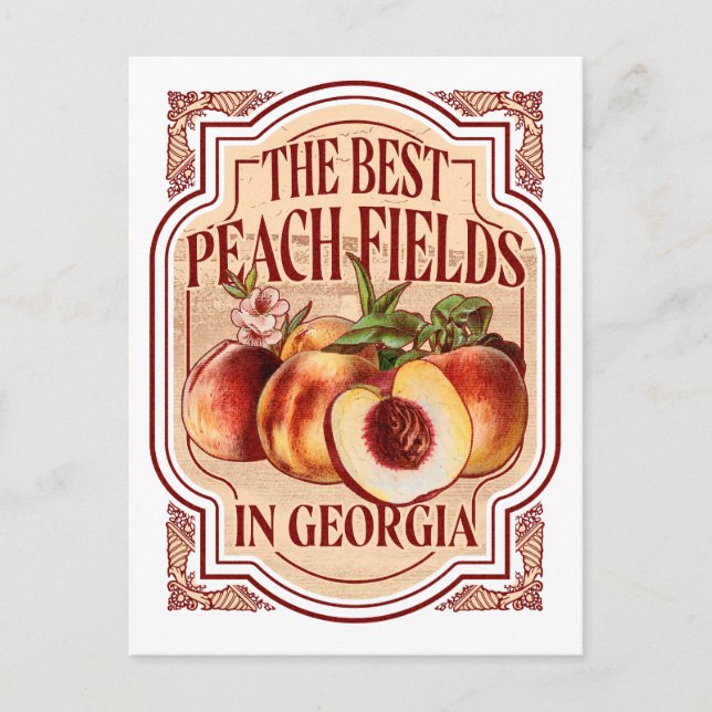Vintage Georgia Peach Fields Postcard (Front)