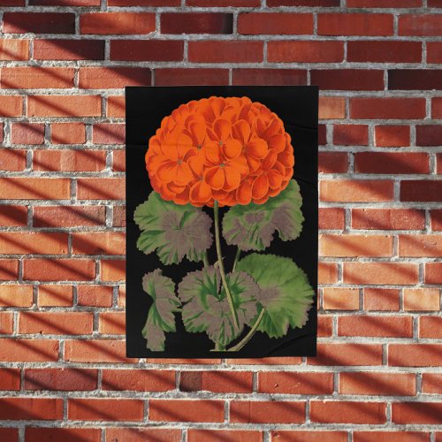 Vintage Geranium  _ bold floral  Poster