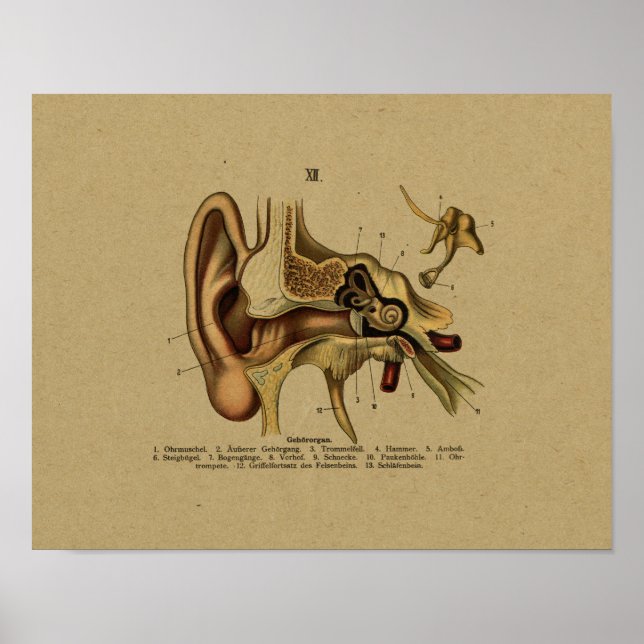 Vintage German Anatomy Ear Print (Front)