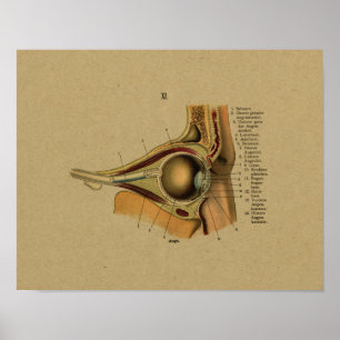 Vintage German Anatomy Eye Print