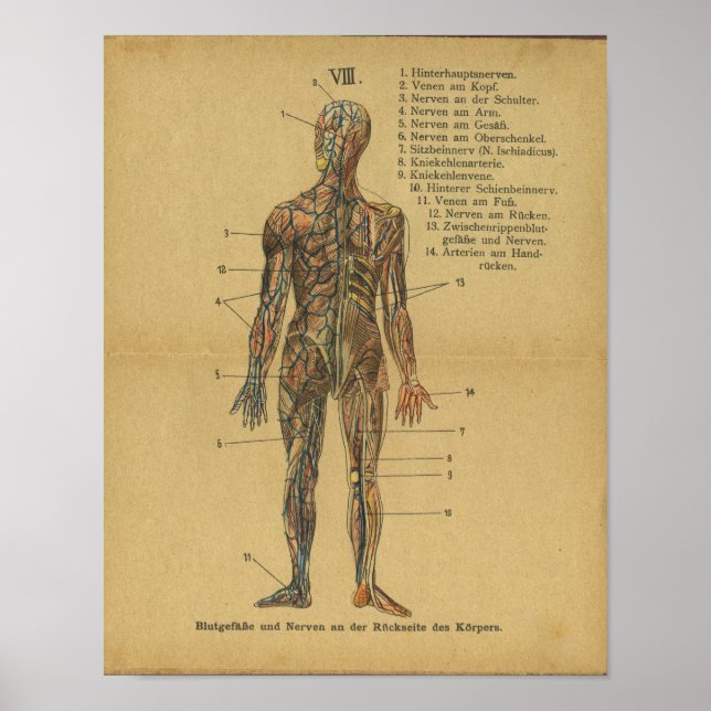 Vintage German Anatomy Print Arteries Nerves (Front)