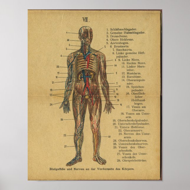 Vintage German Anatomy Print Arteries Nerves (Front)