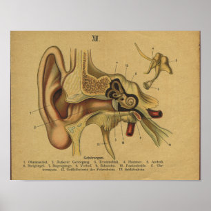 Vintage German Anatomy Print Ear